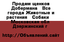 Продам щенков Добермана - Все города Животные и растения » Собаки   . Московская обл.,Дзержинский г.